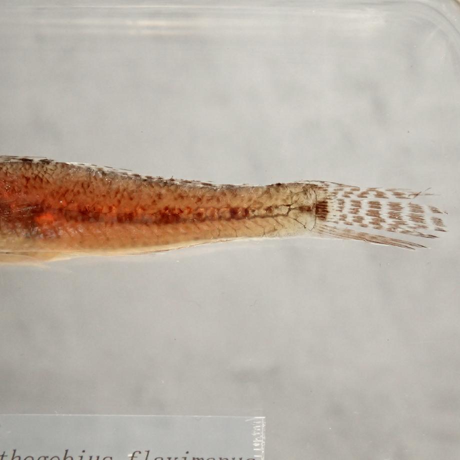 マハゼ樹脂封入標本 2L (木製標本箱入り) | 14枚目