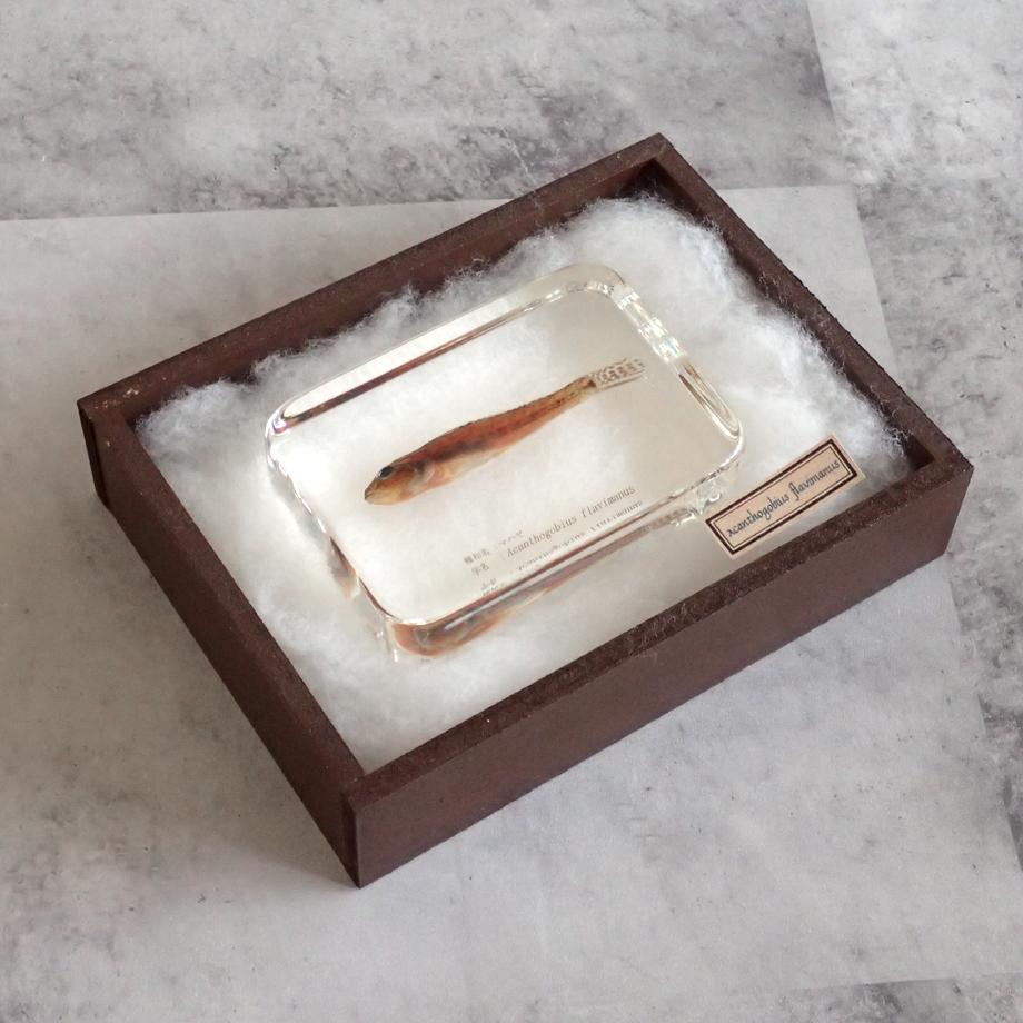 マハゼ樹脂封入標本 2L (木製標本箱入り) | 15枚目