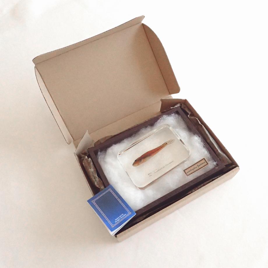 マハゼ樹脂封入標本 2L (木製標本箱入り) | 16枚目