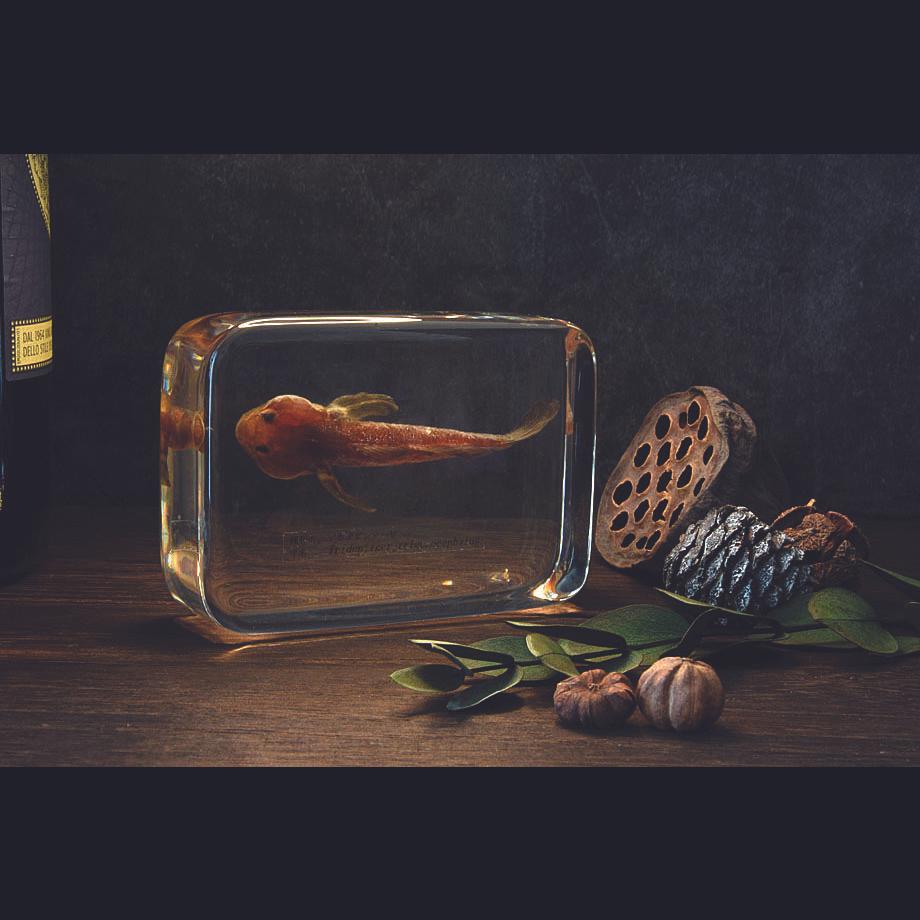 アカオビシマハゼ樹脂封入標本 2L (木製標本箱入り) | 18枚目