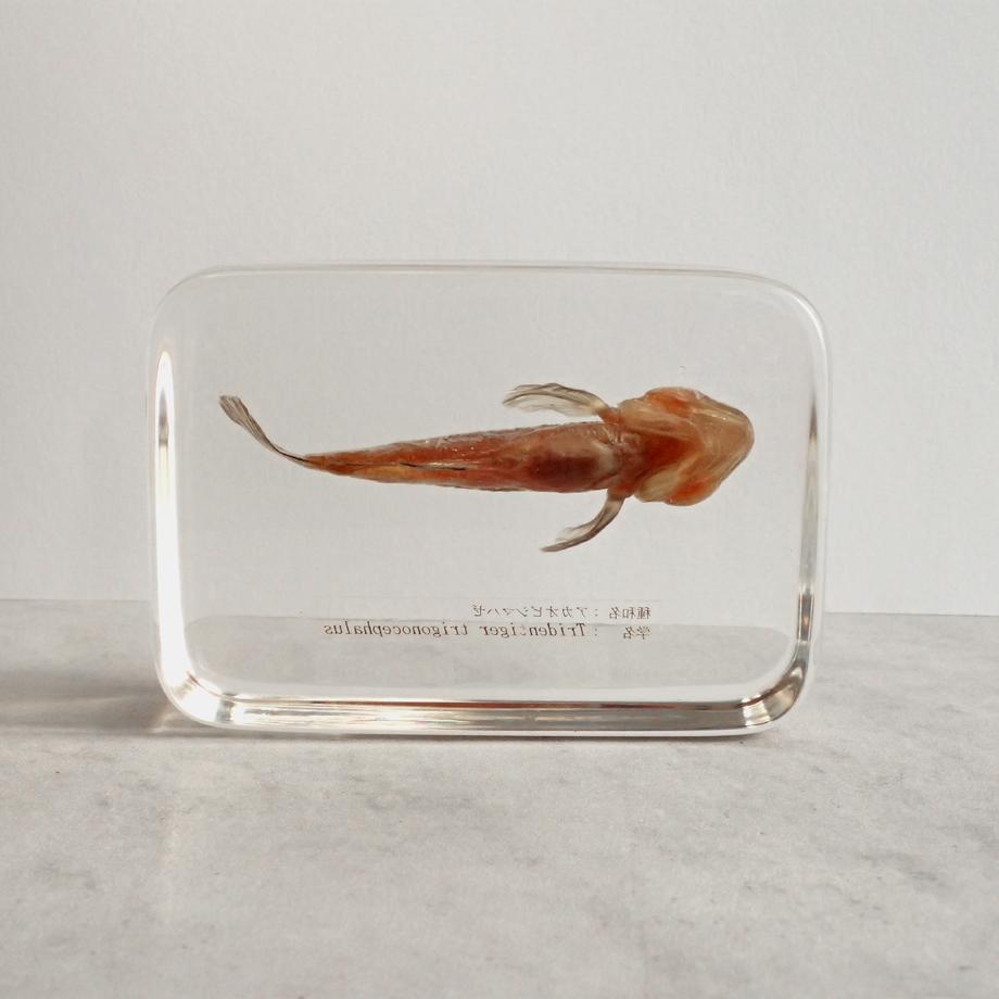 アカオビシマハゼ樹脂封入標本 2L (木製標本箱入り) | 6枚目