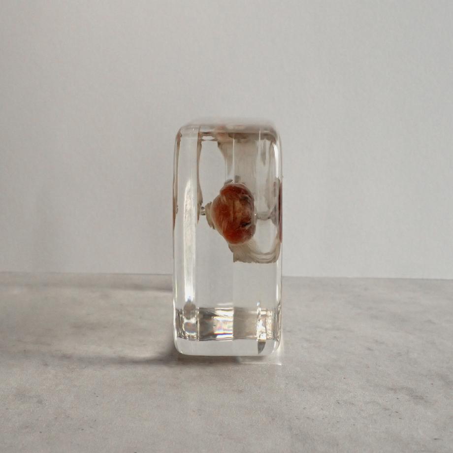 アカオビシマハゼ樹脂封入標本 2L (木製標本箱入り) | 7枚目