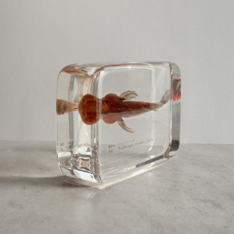 アカオビシマハゼ樹脂封入標本 2L (木製標本箱入り) | 8枚目