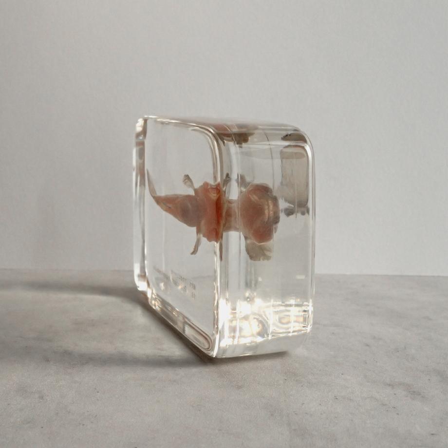 アカオビシマハゼ樹脂封入標本 2L (木製標本箱入り) | 9枚目