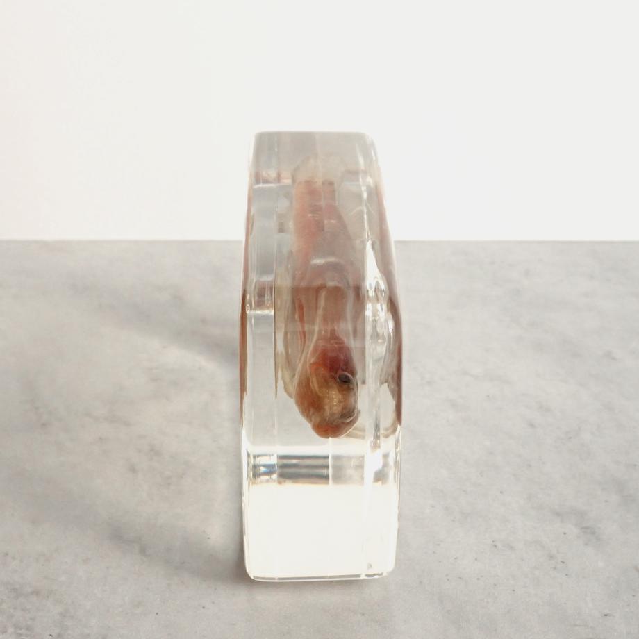 アカオビシマハゼ樹脂封入標本 2L (木製標本箱入り) | 10枚目