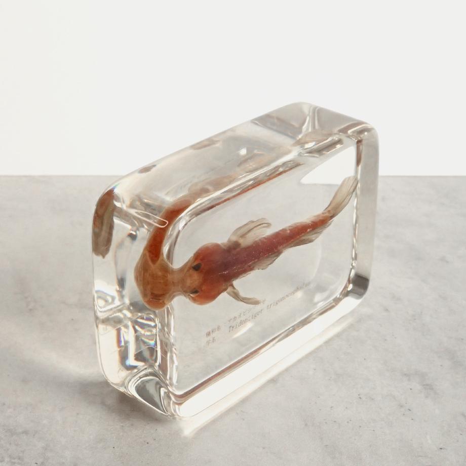 アカオビシマハゼ樹脂封入標本 2L (木製標本箱入り) | 11枚目