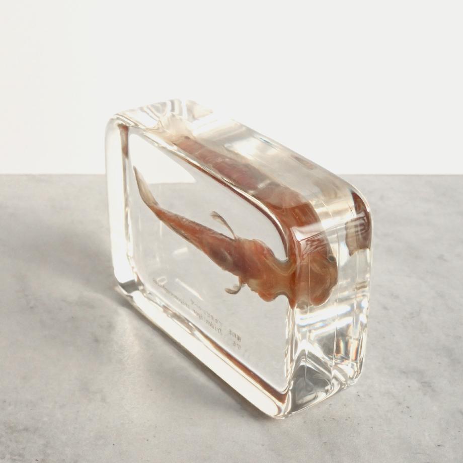 アカオビシマハゼ樹脂封入標本 2L (木製標本箱入り) | 12枚目