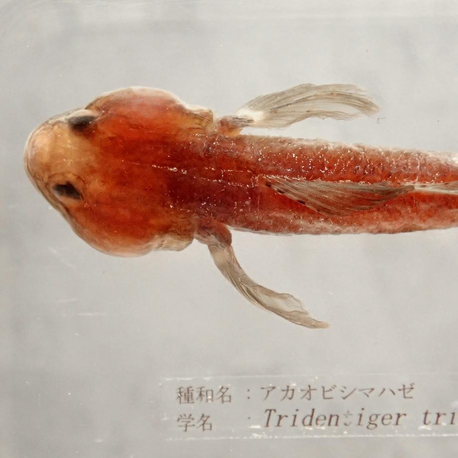 アカオビシマハゼ樹脂封入標本 2L (木製標本箱入り) | 13枚目