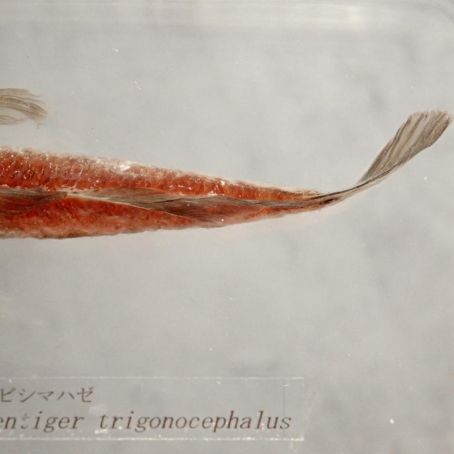 アカオビシマハゼ樹脂封入標本 2L (木製標本箱入り) | 14枚目