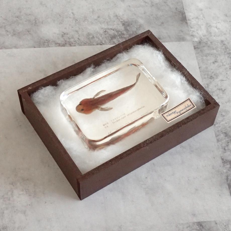 アカオビシマハゼ樹脂封入標本 2L (木製標本箱入り) | 15枚目