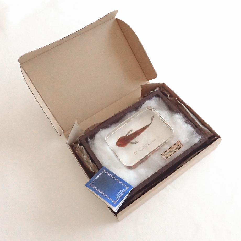 アカオビシマハゼ樹脂封入標本 2L (木製標本箱入り) | 16枚目