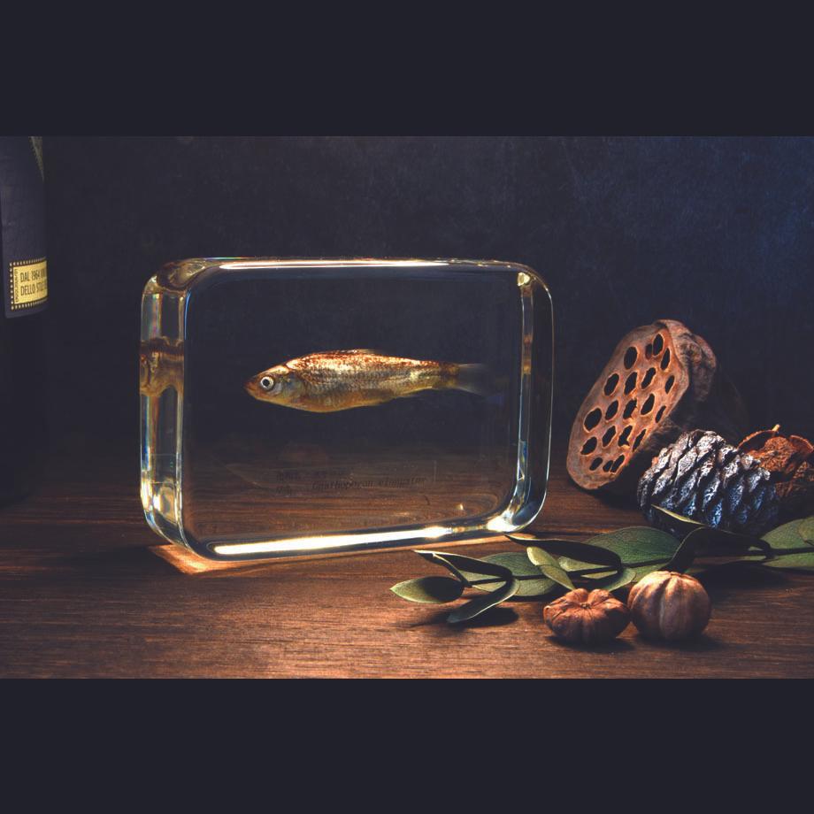 タモロコ樹脂封入標本 2L (木製標本箱入り) | 18枚目