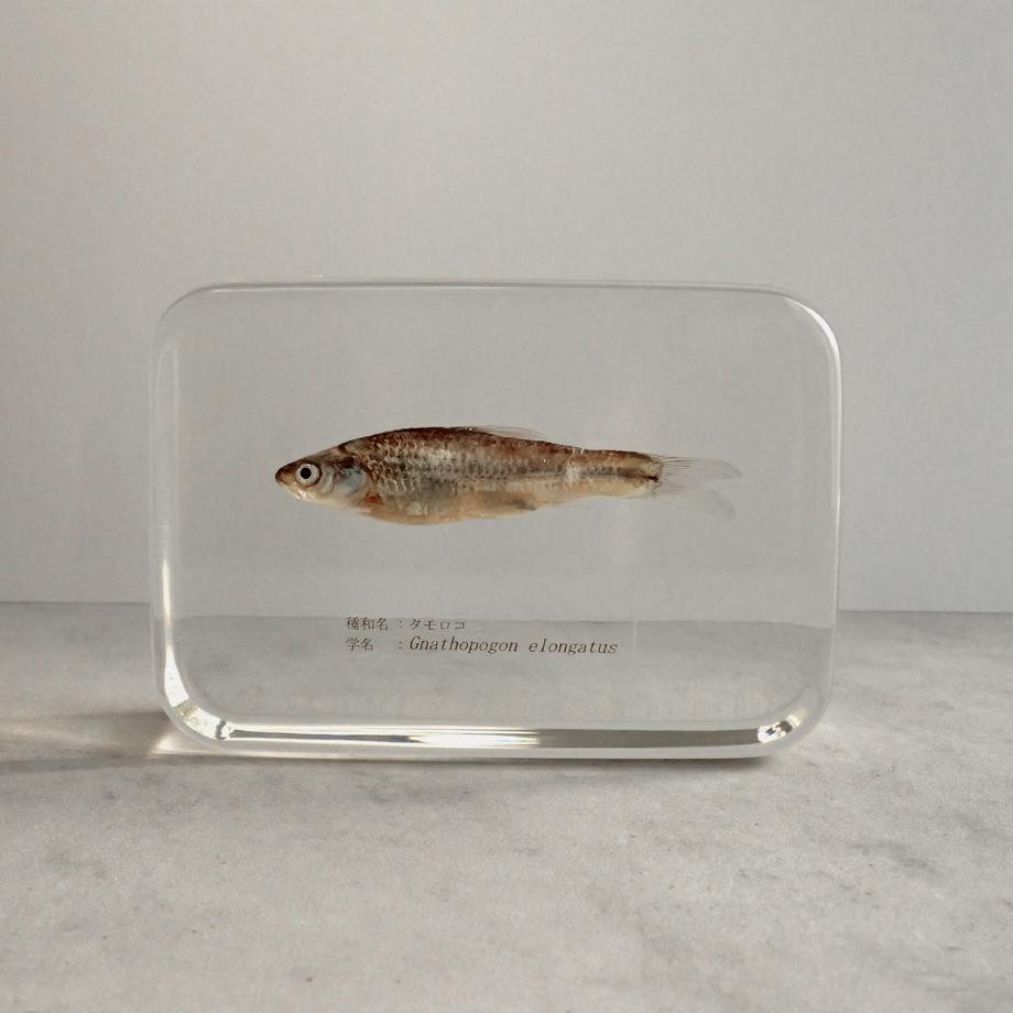 タモロコ樹脂封入標本 2L (木製標本箱入り) | 5枚目