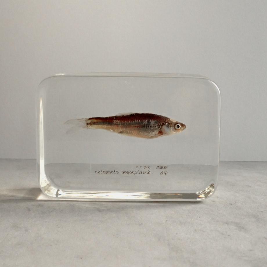 タモロコ樹脂封入標本 2L (木製標本箱入り) | 6枚目