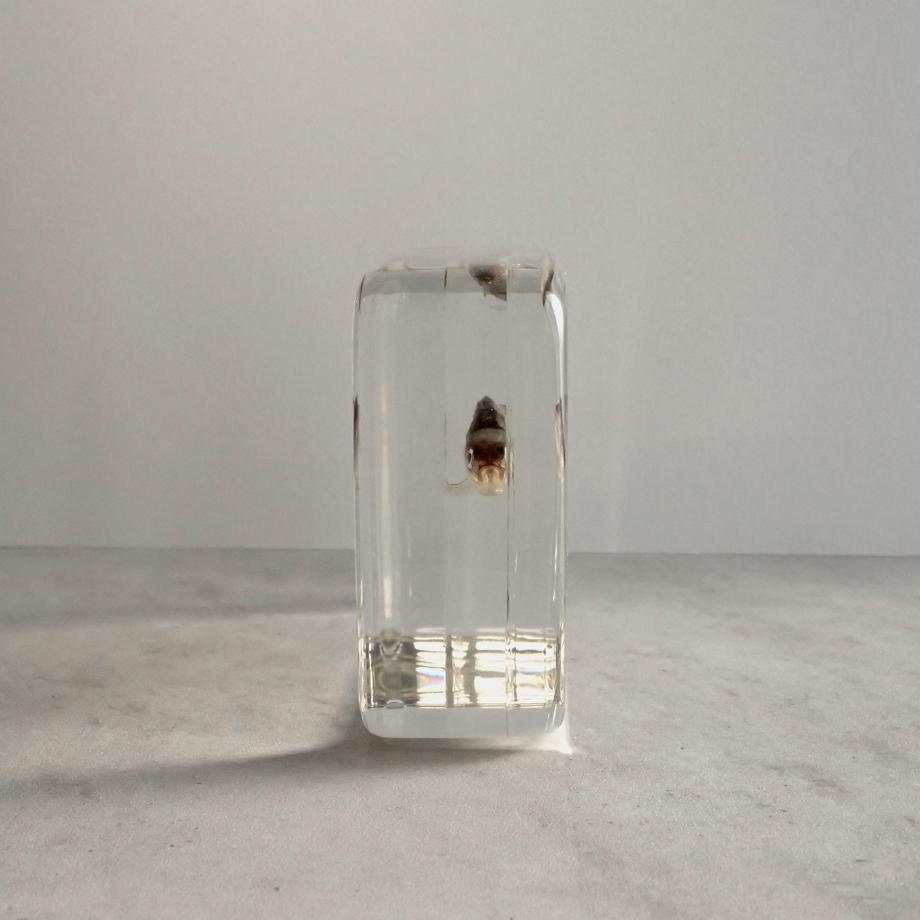 タモロコ樹脂封入標本 2L (木製標本箱入り) | 7枚目