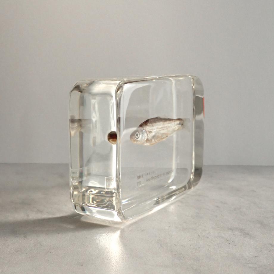 タモロコ樹脂封入標本 2L (木製標本箱入り) | 8枚目