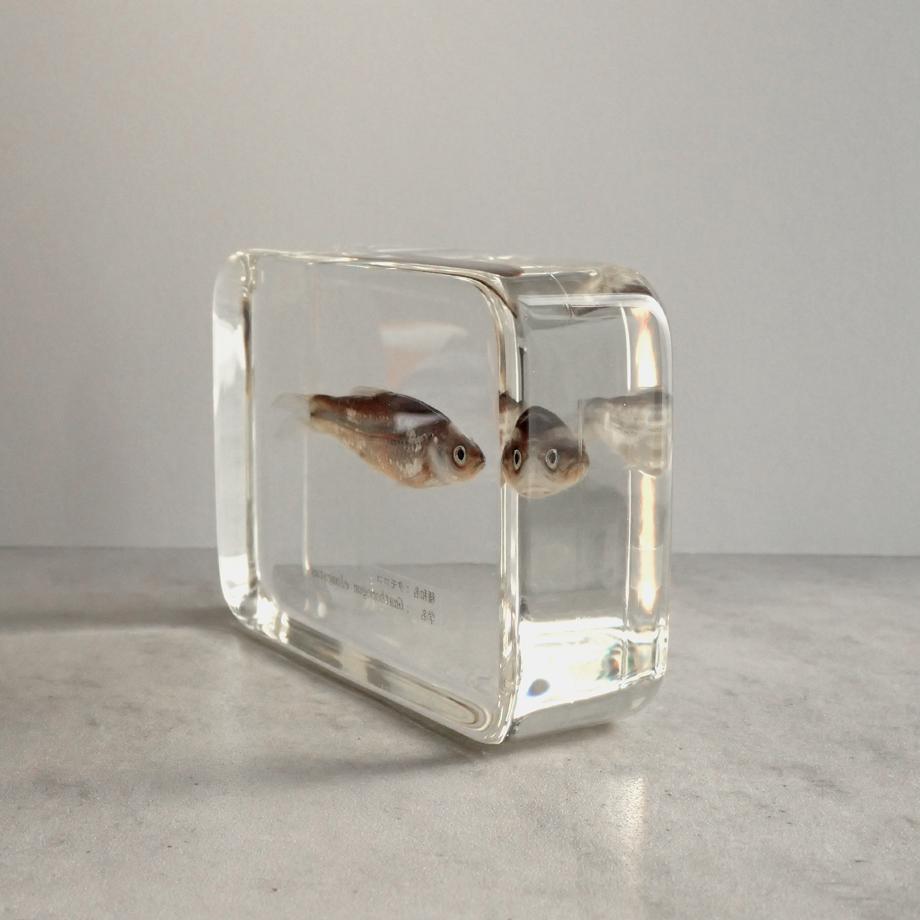 タモロコ樹脂封入標本 2L (木製標本箱入り) | 9枚目