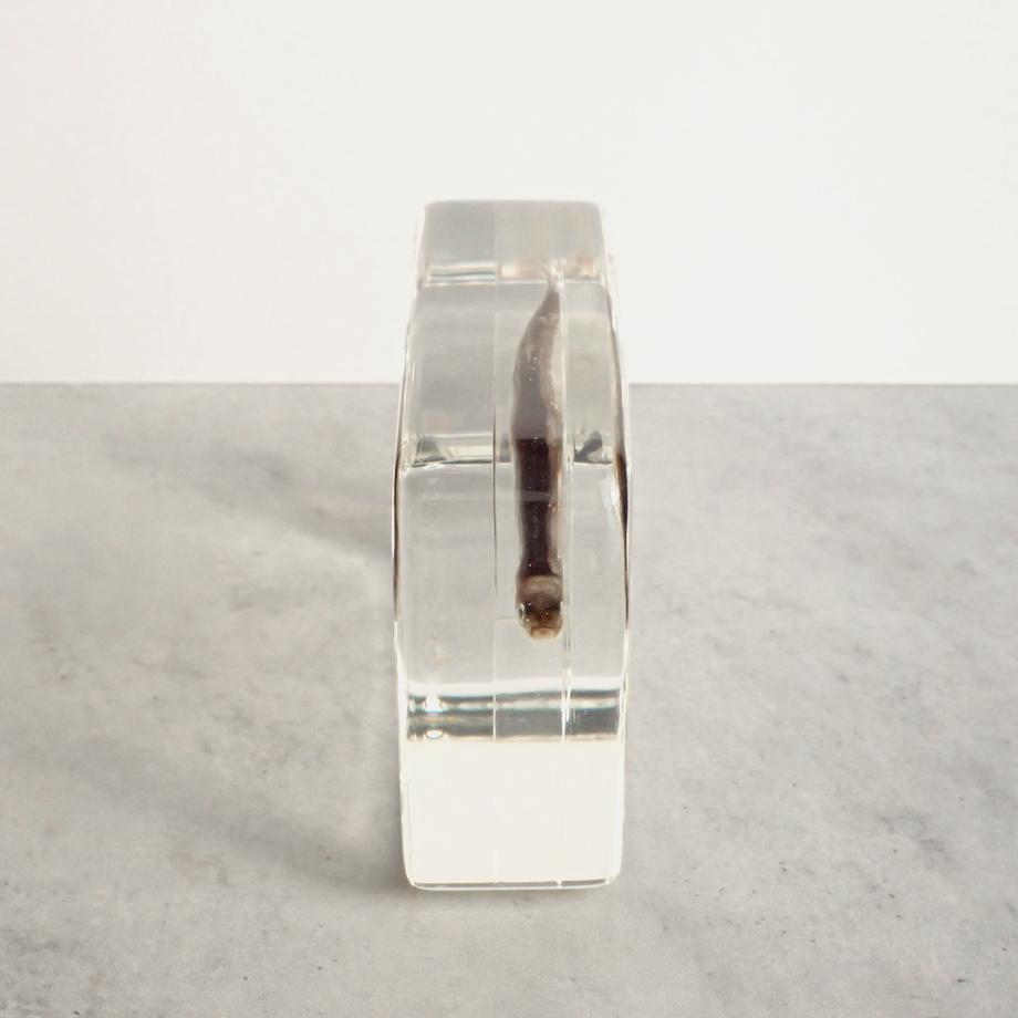 タモロコ樹脂封入標本 2L (木製標本箱入り) | 10枚目