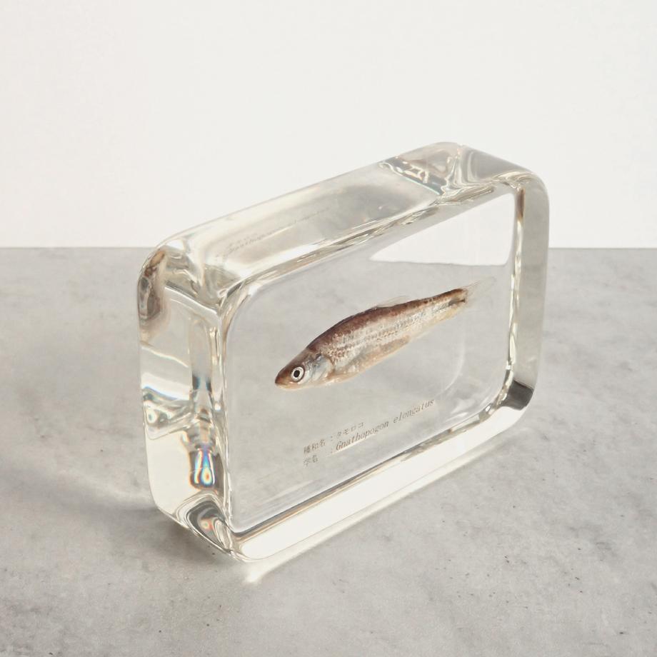 タモロコ樹脂封入標本 2L (木製標本箱入り) | 11枚目