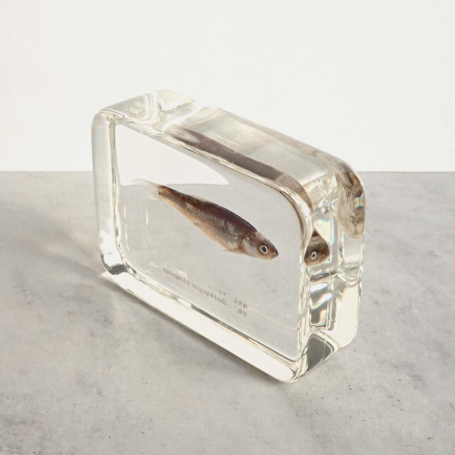 タモロコ樹脂封入標本 2L (木製標本箱入り) | 12枚目