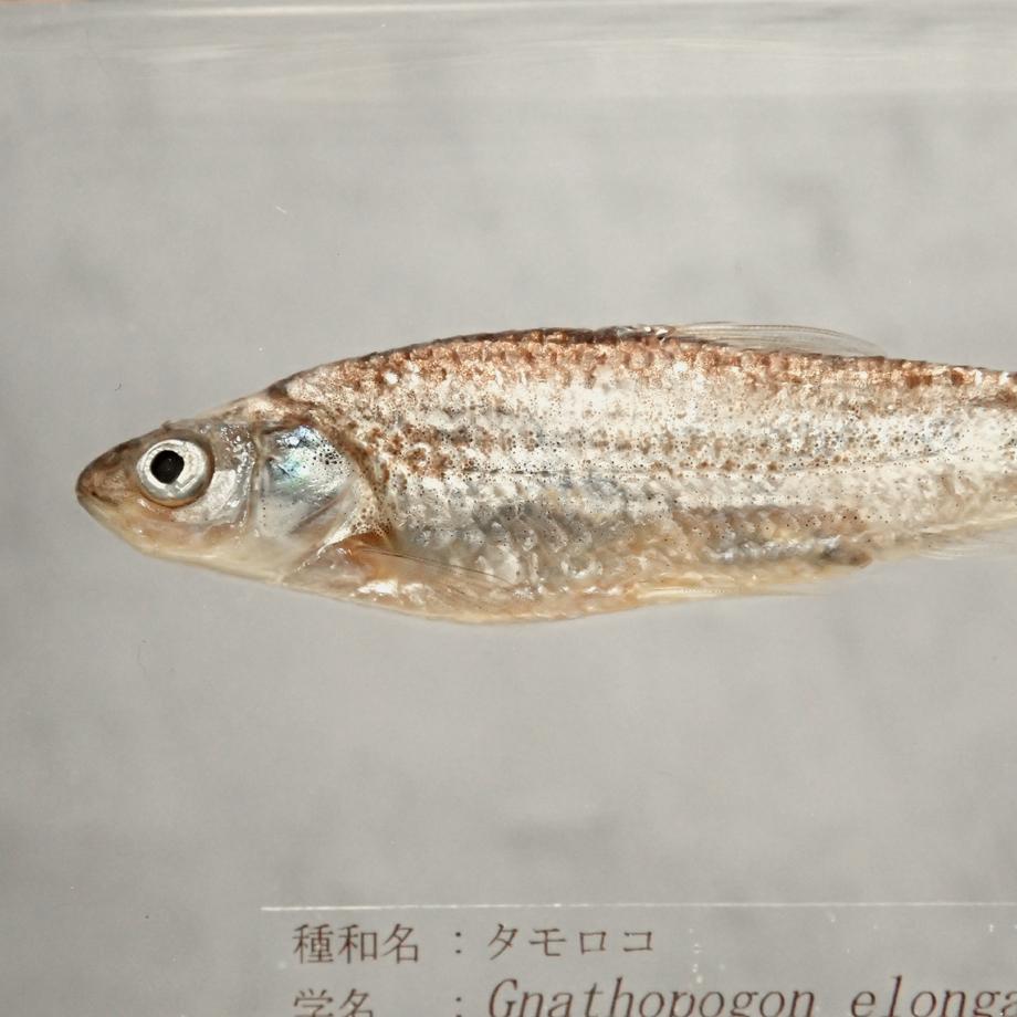 タモロコ樹脂封入標本 2L (木製標本箱入り) | 13枚目