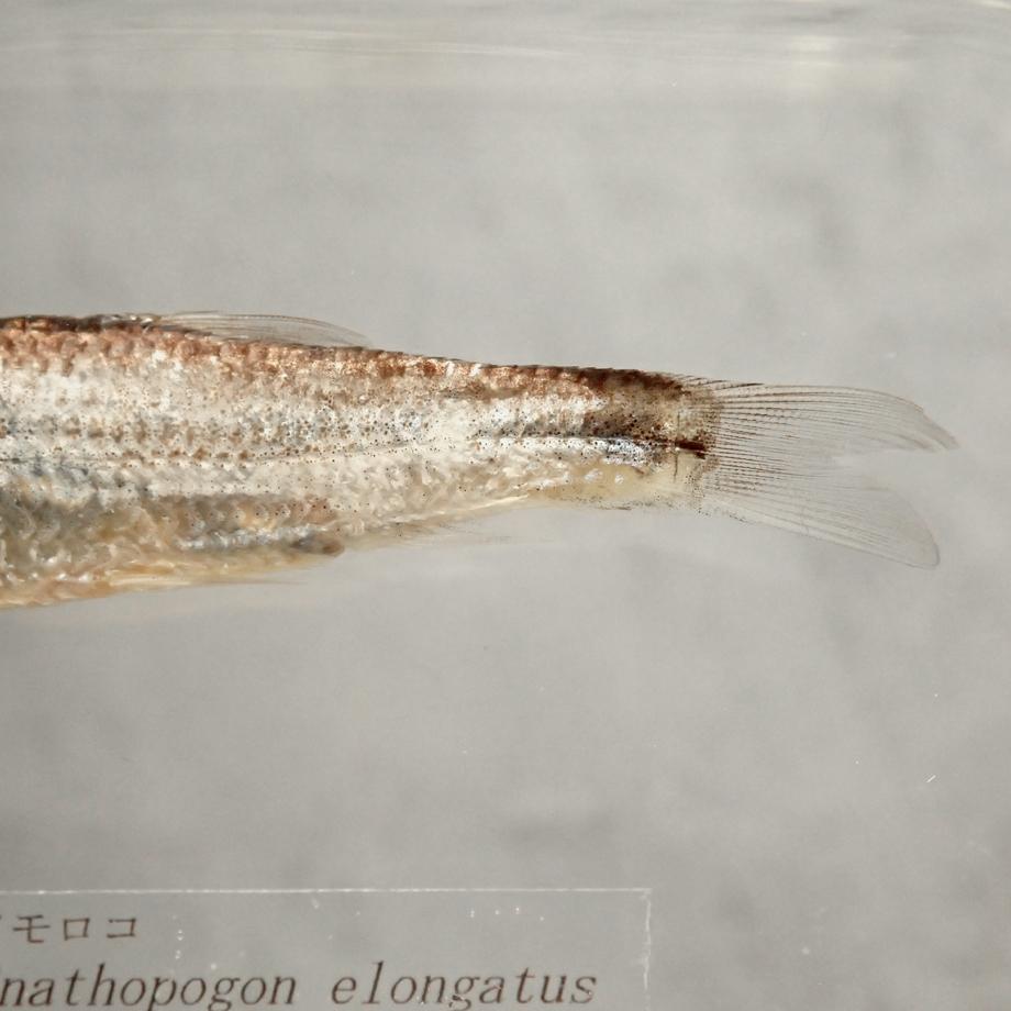 タモロコ樹脂封入標本 2L (木製標本箱入り) | 14枚目