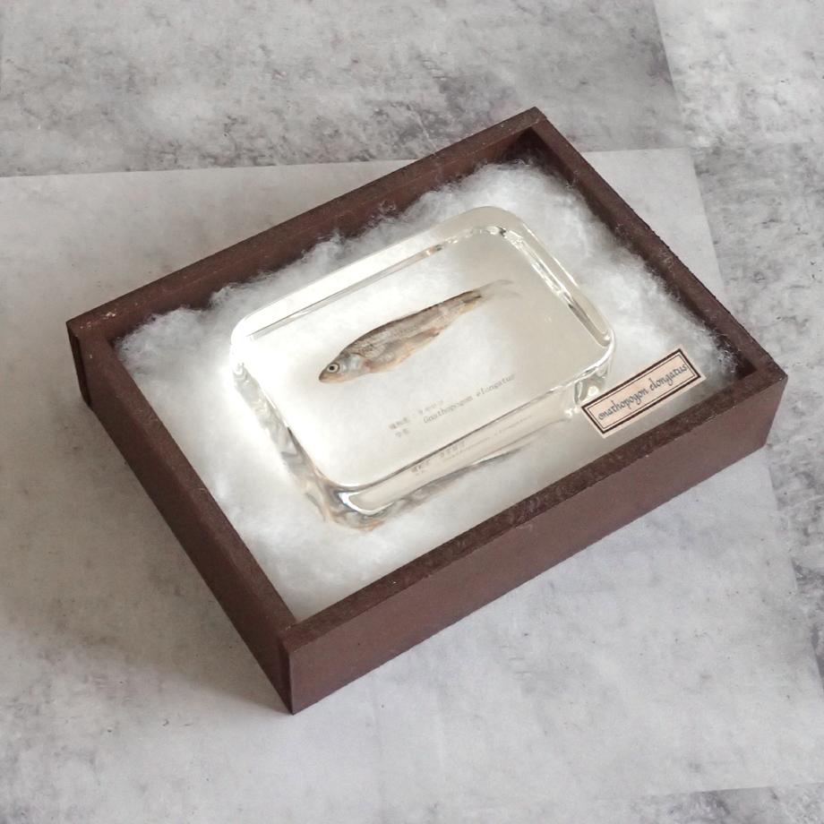 タモロコ樹脂封入標本 2L (木製標本箱入り) | 15枚目