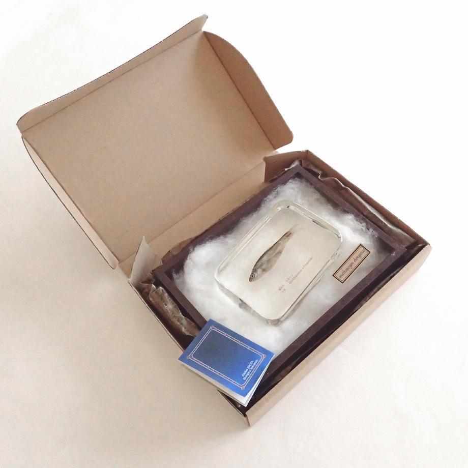 タモロコ樹脂封入標本 2L (木製標本箱入り) | 16枚目