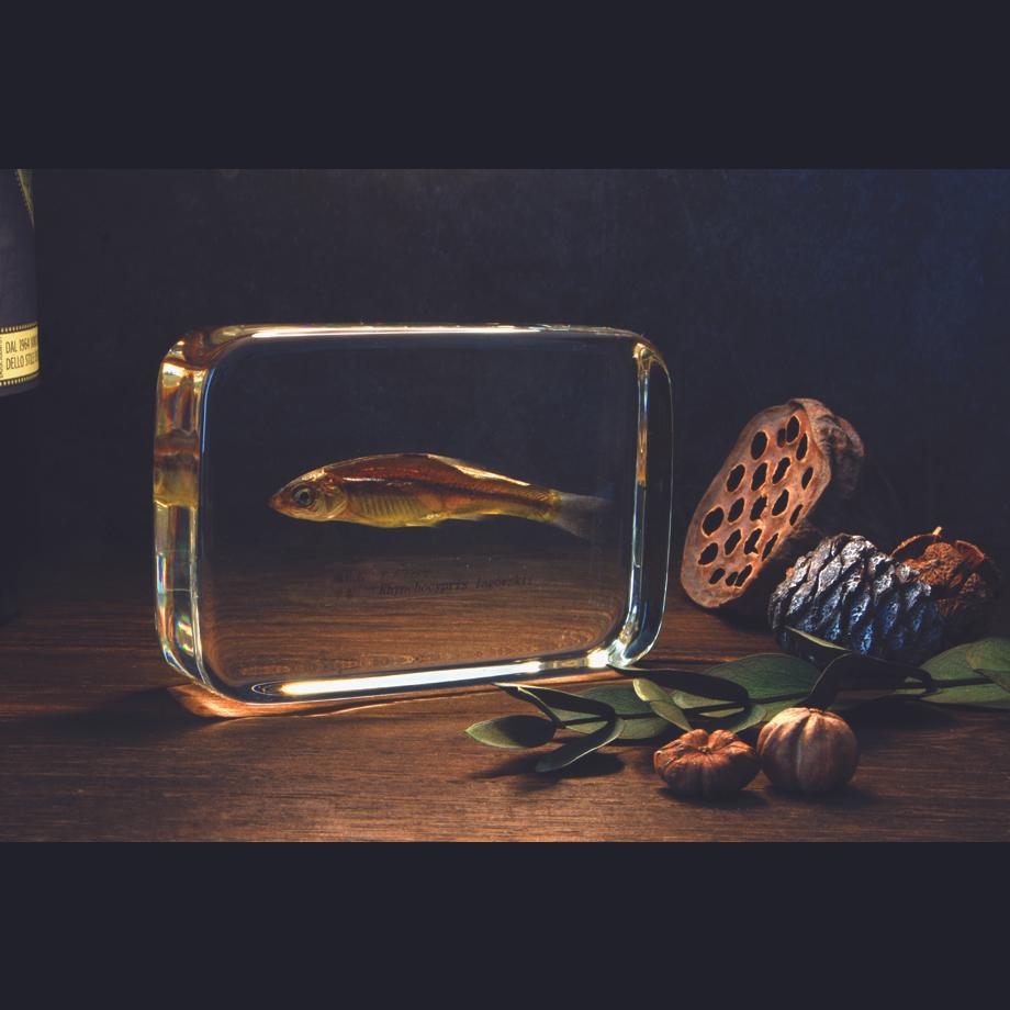 アブラハヤ樹脂封入標本 2L (木製標本箱入り) | 18枚目