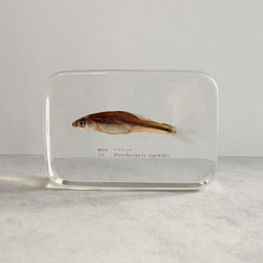 アブラハヤ樹脂封入標本 2L (木製標本箱入り) | 5枚目