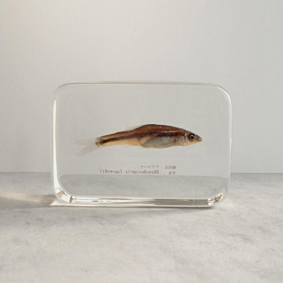 アブラハヤ樹脂封入標本 2L (木製標本箱入り) | 6枚目