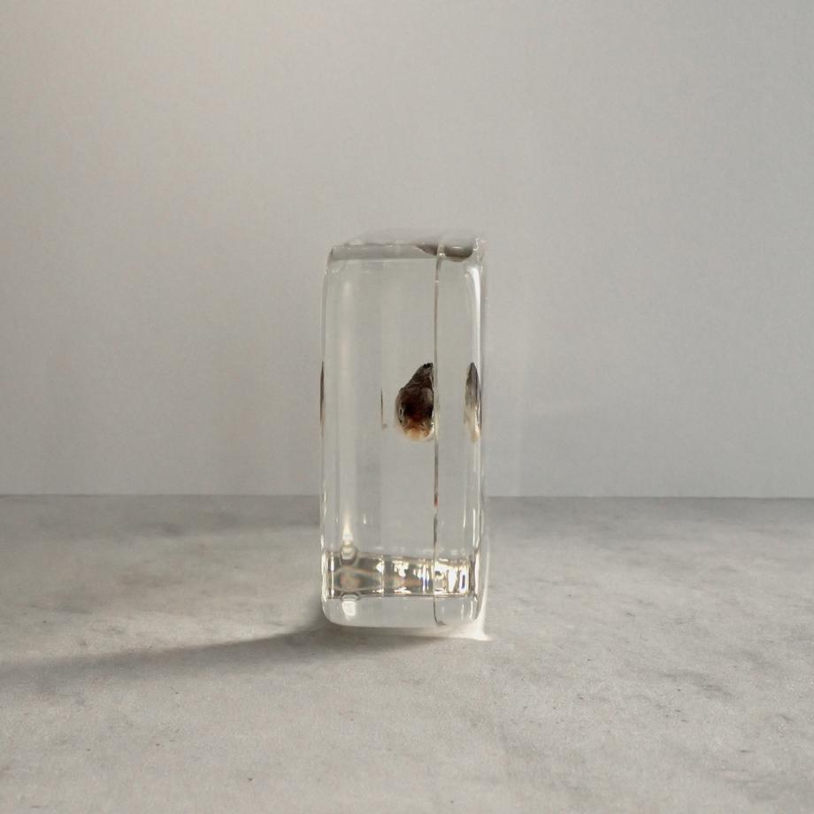 アブラハヤ樹脂封入標本 2L (木製標本箱入り) | 7枚目