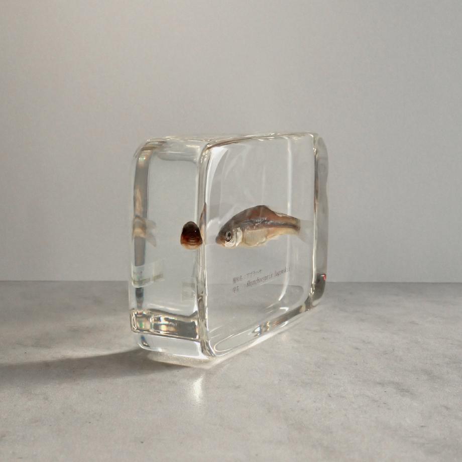 アブラハヤ樹脂封入標本 2L (木製標本箱入り) | 8枚目