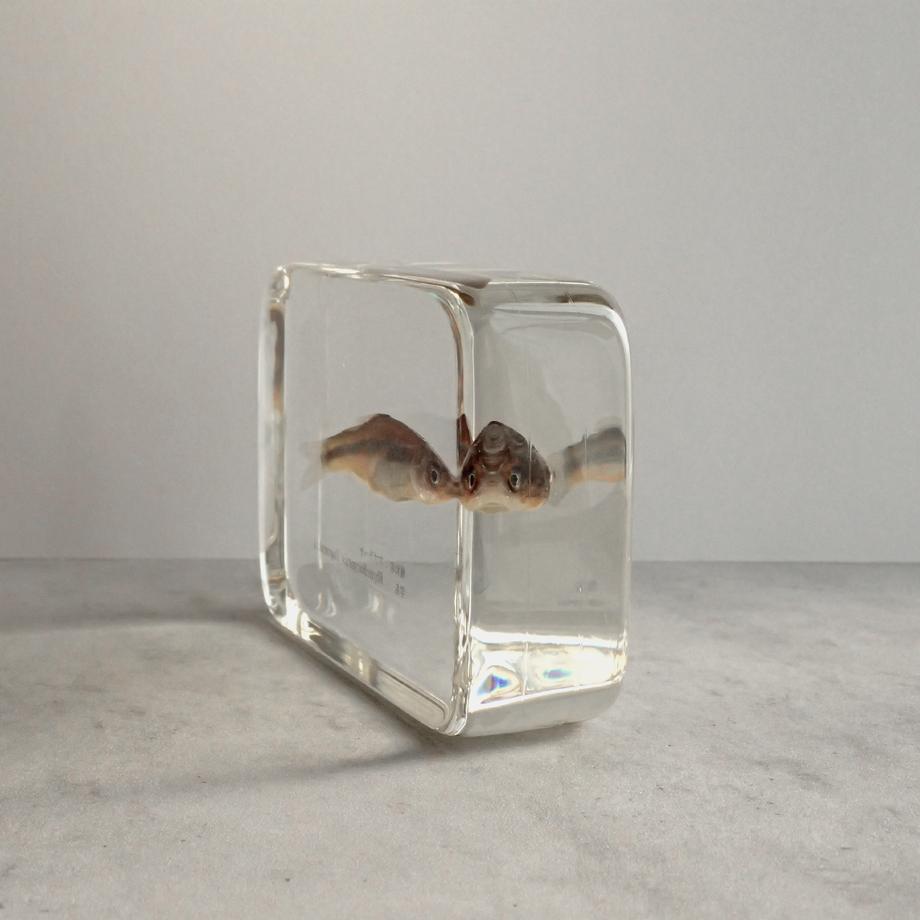 アブラハヤ樹脂封入標本 2L (木製標本箱入り) | 9枚目