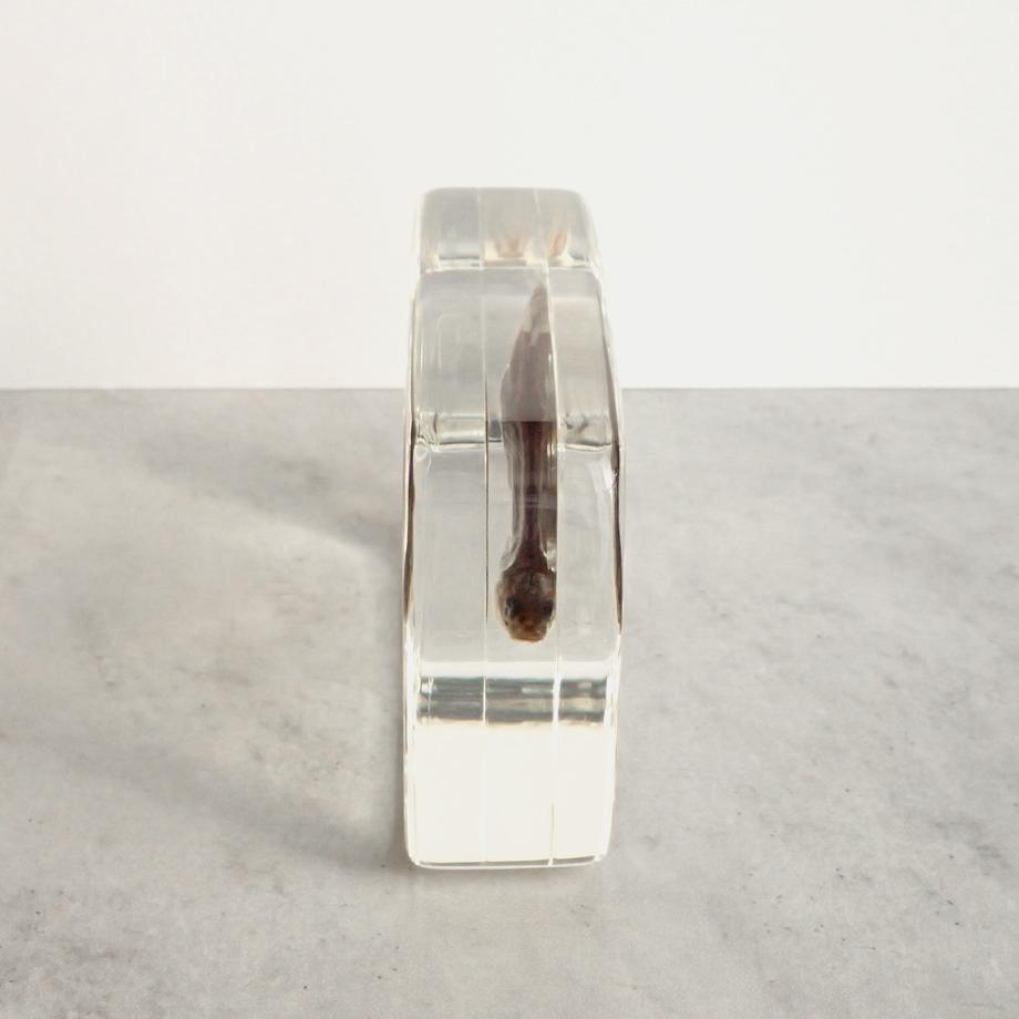 アブラハヤ樹脂封入標本 2L (木製標本箱入り) | 10枚目