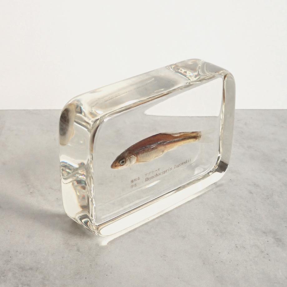 アブラハヤ樹脂封入標本 2L (木製標本箱入り) | 11枚目