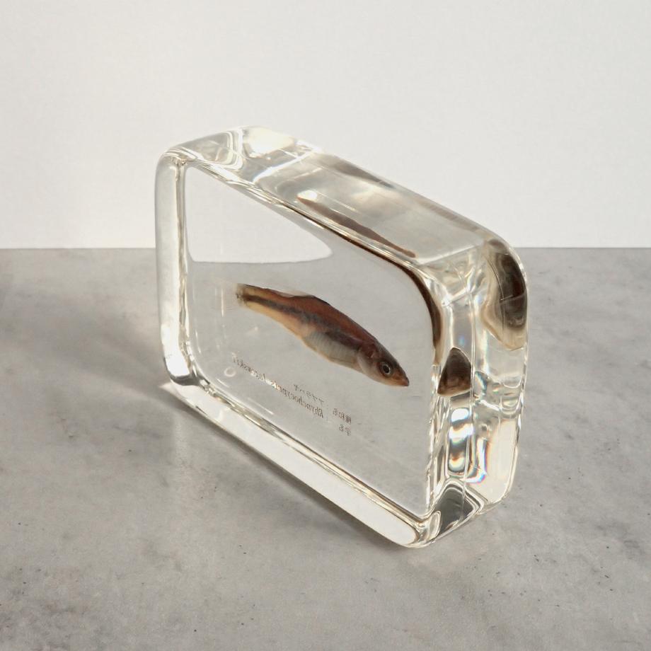 アブラハヤ樹脂封入標本 2L (木製標本箱入り) | 12枚目