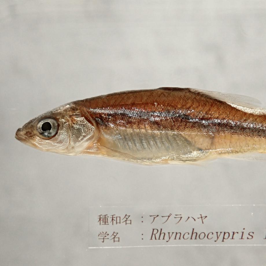 アブラハヤ樹脂封入標本 2L (木製標本箱入り) | 13枚目