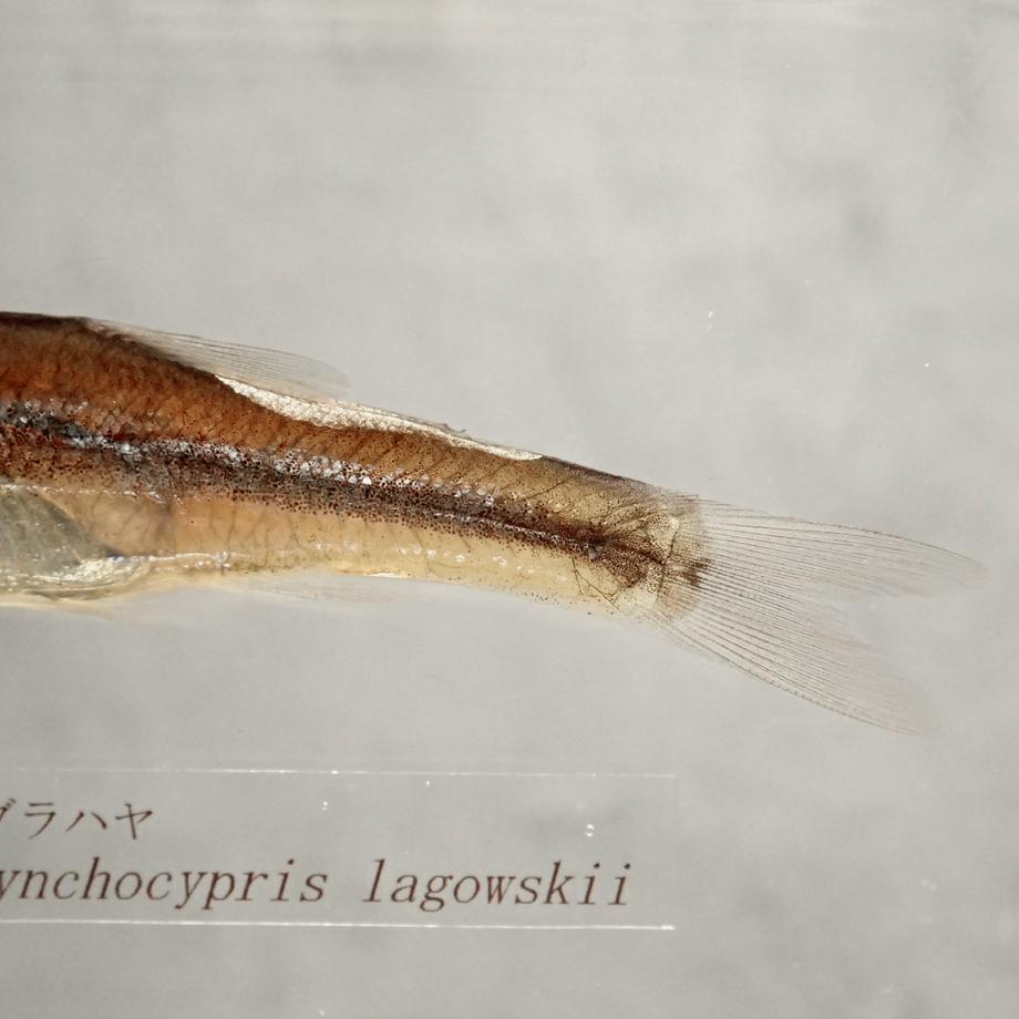 アブラハヤ樹脂封入標本 2L (木製標本箱入り) | 14枚目