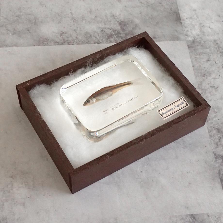 アブラハヤ樹脂封入標本 2L (木製標本箱入り) | 15枚目