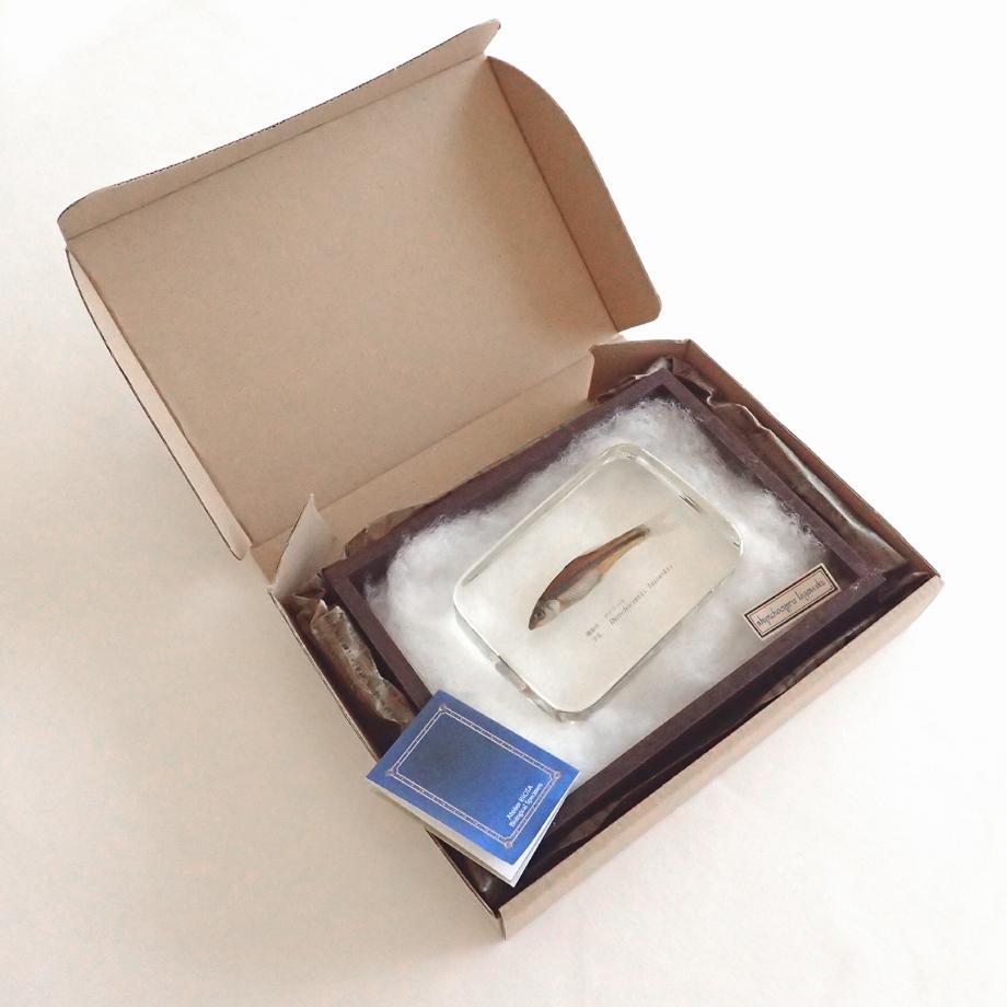 アブラハヤ樹脂封入標本 2L (木製標本箱入り) | 16枚目