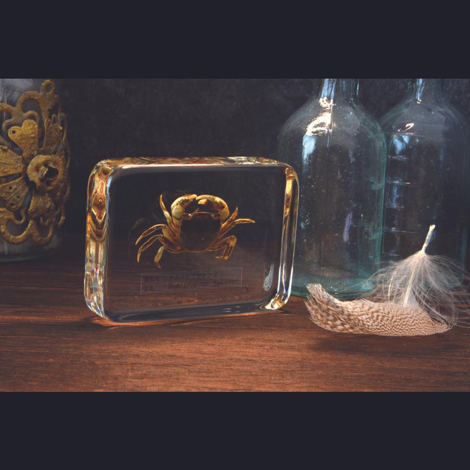 タカノケフサイソガニ樹脂封入標本 L (木製標本箱入り) | 5枚目