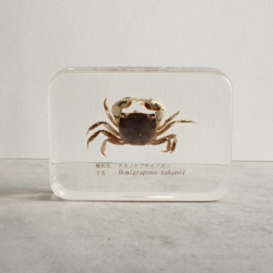 タカノケフサイソガニ樹脂封入標本 L (木製標本箱入り)1枚目の画像