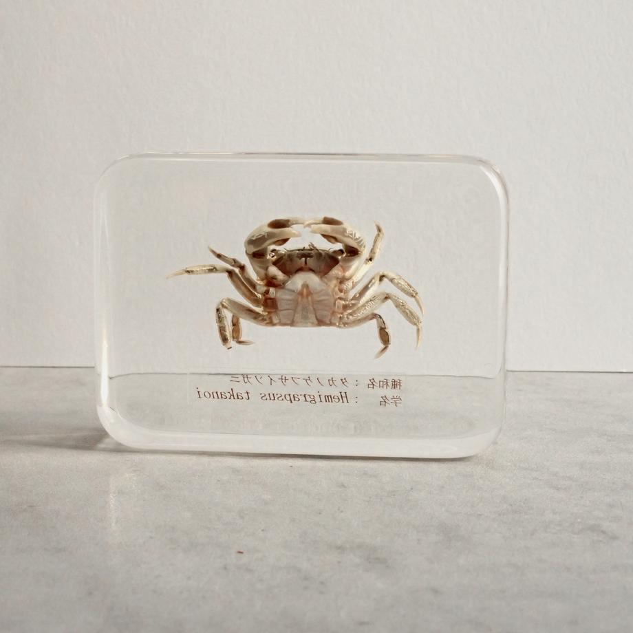 タカノケフサイソガニ樹脂封入標本 L (木製標本箱入り) | 7枚目