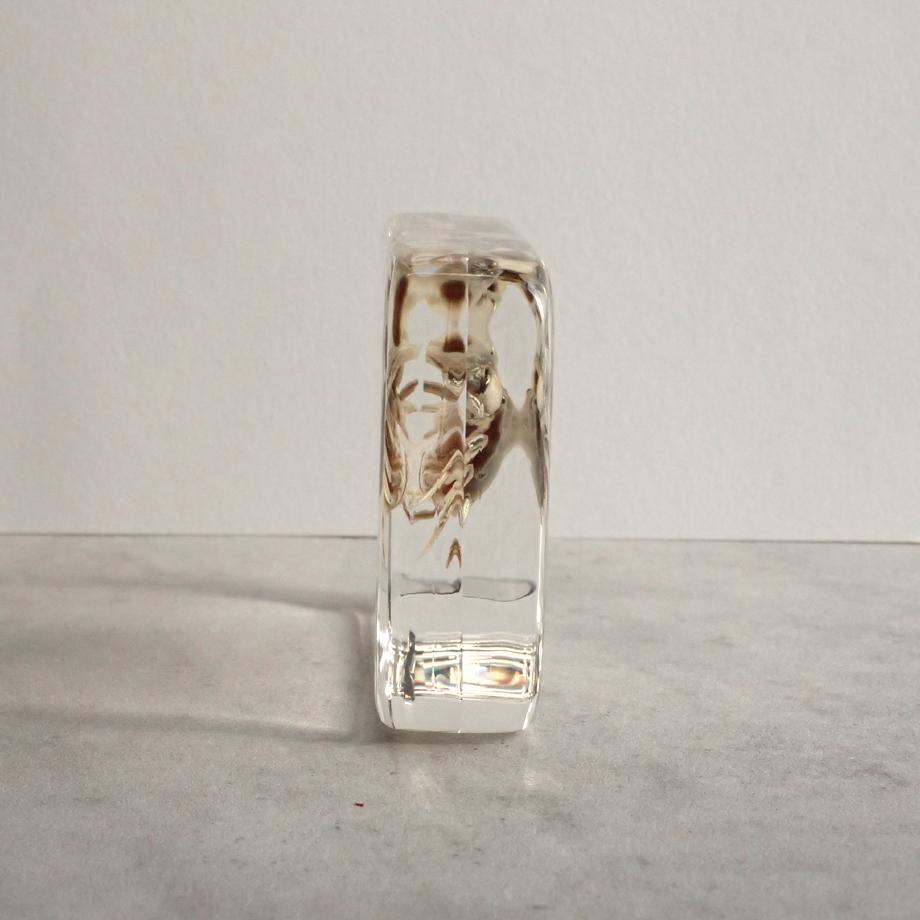 タカノケフサイソガニ樹脂封入標本 L (木製標本箱入り) | 8枚目