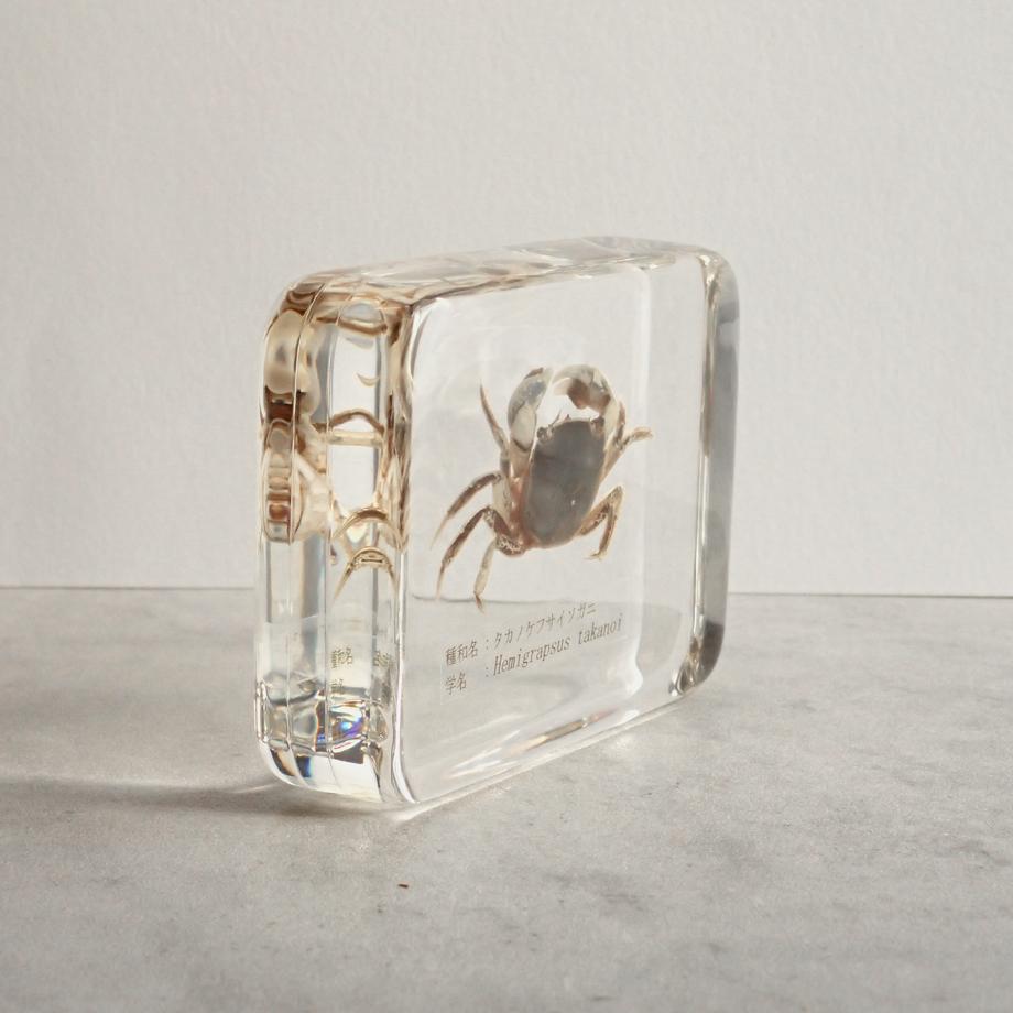 タカノケフサイソガニ樹脂封入標本 L (木製標本箱入り) | 9枚目