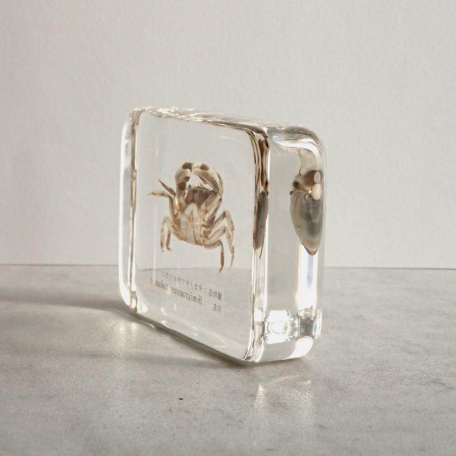 タカノケフサイソガニ樹脂封入標本 L (木製標本箱入り) | 10枚目