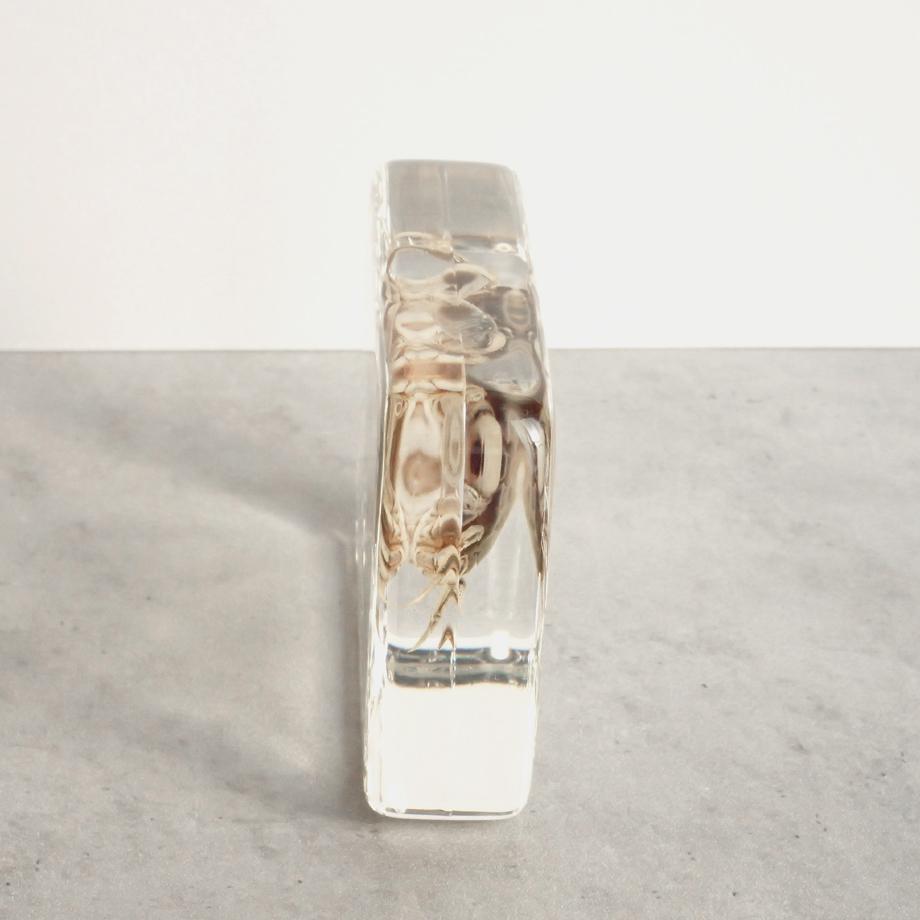 タカノケフサイソガニ樹脂封入標本 L (木製標本箱入り) | 11枚目