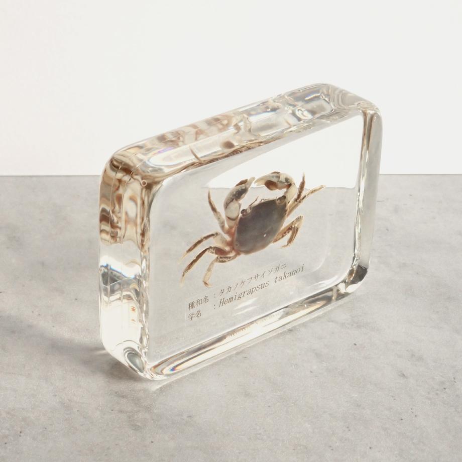 タカノケフサイソガニ樹脂封入標本 L (木製標本箱入り) | 12枚目