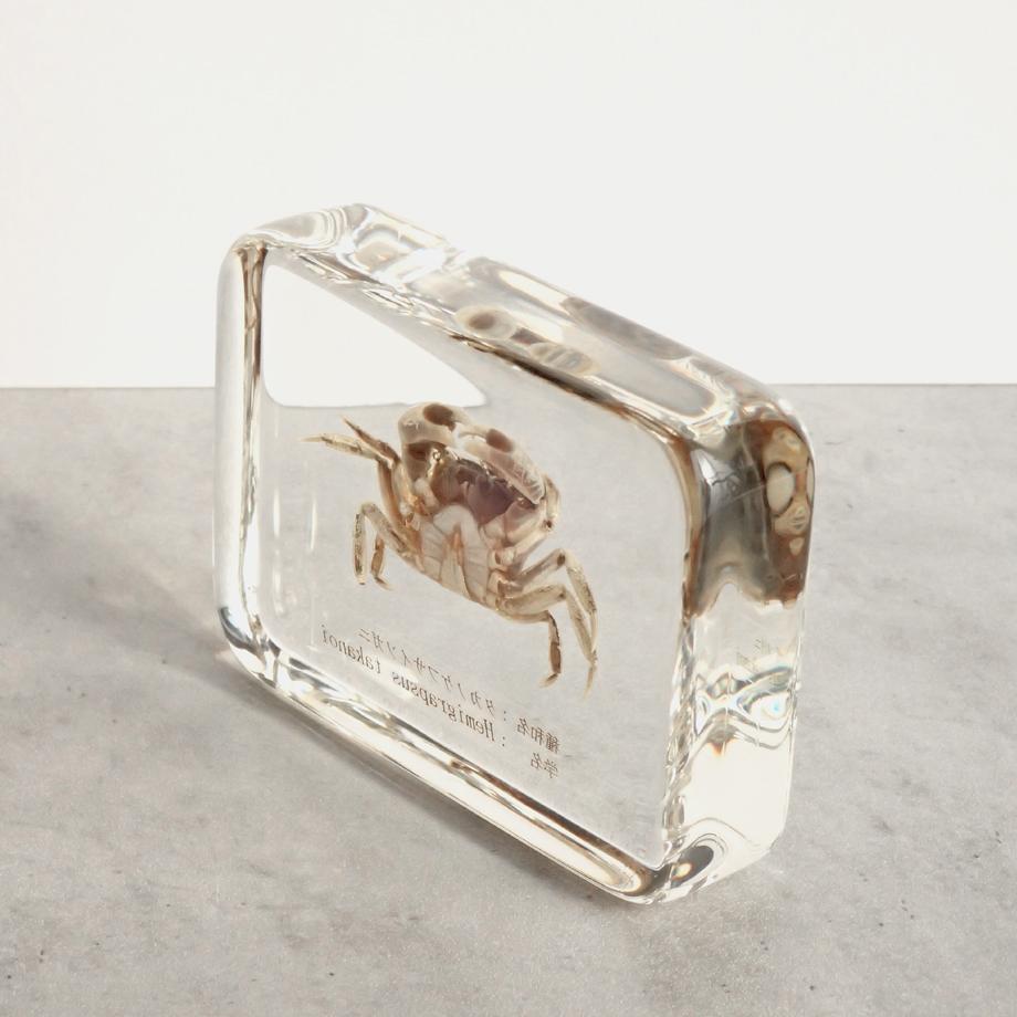 タカノケフサイソガニ樹脂封入標本 L (木製標本箱入り) | 13枚目